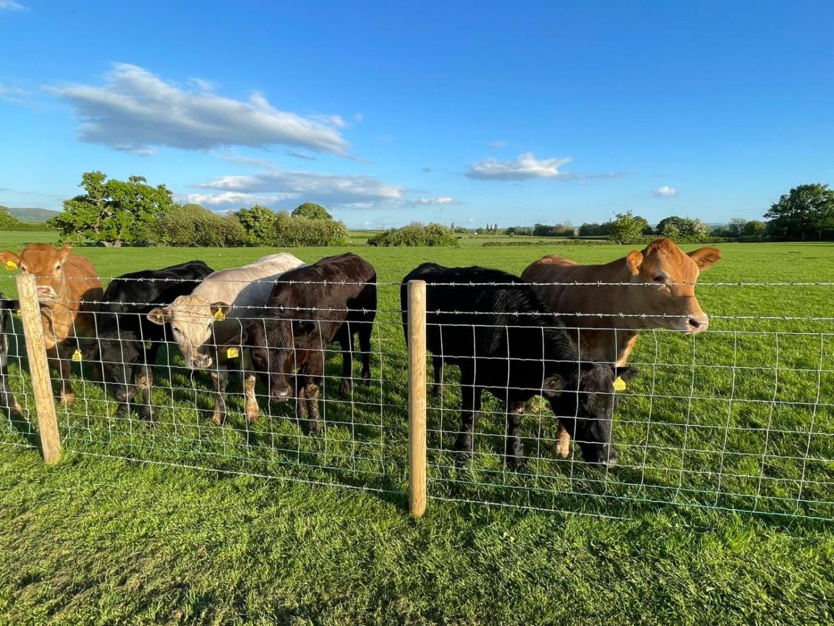 Abbey Farm Luxury Glamping Hotel Rhuddlan ภายนอก รูปภาพ