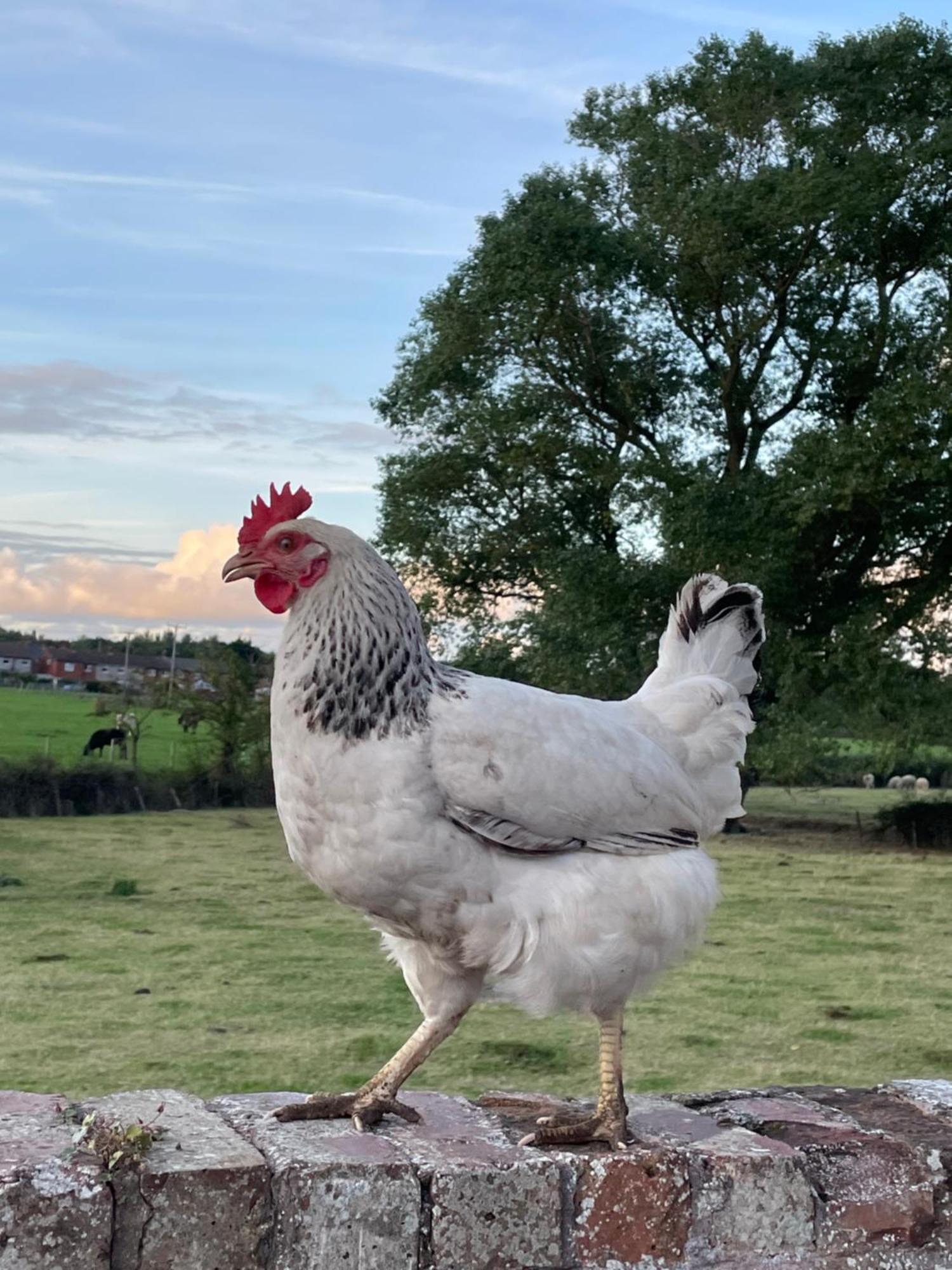 Abbey Farm Luxury Glamping Hotel Rhuddlan ภายนอก รูปภาพ