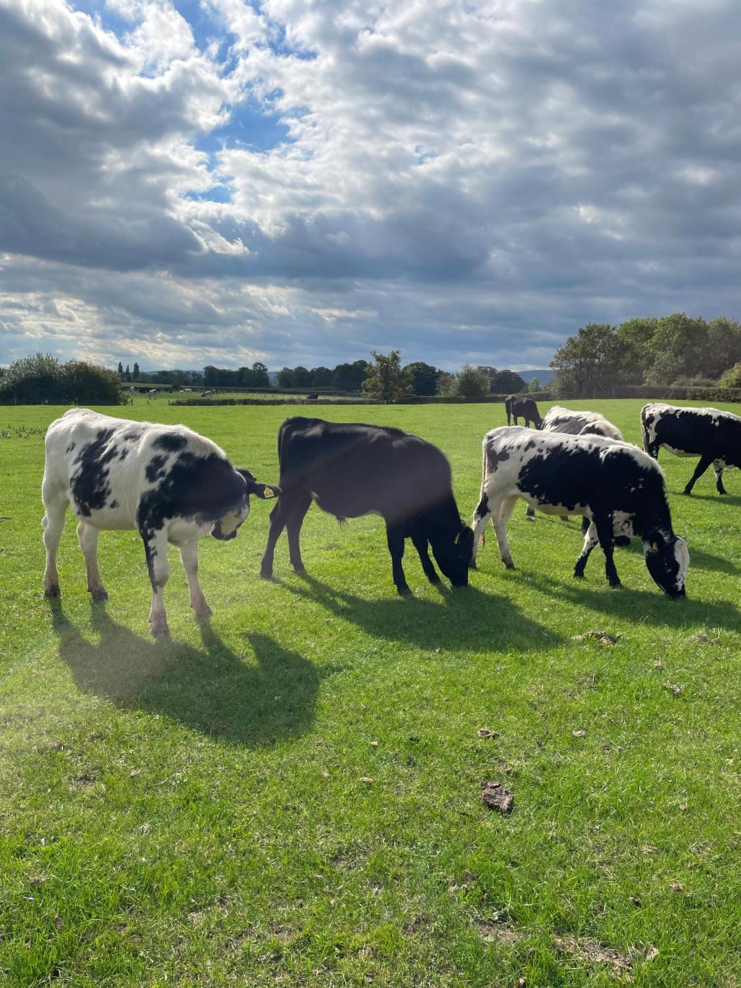 Abbey Farm Luxury Glamping Hotel Rhuddlan ภายนอก รูปภาพ